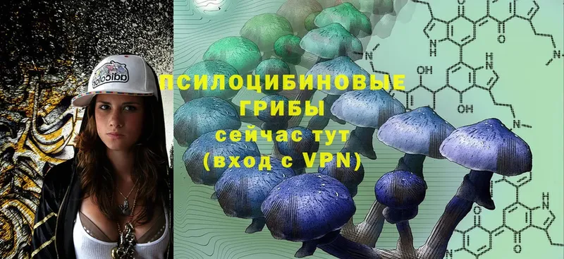 Псилоцибиновые грибы Psilocybine cubensis  Юрьев-Польский 